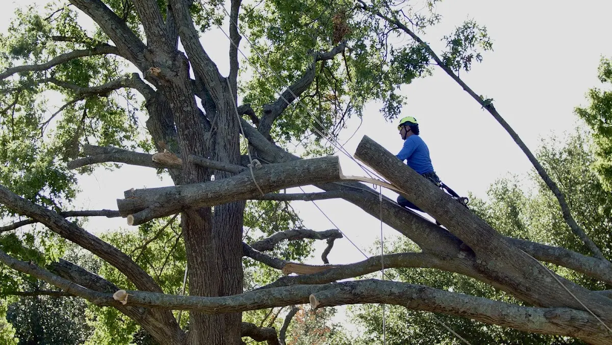 Professional Hazardous Tree Removal performed by certified arborists in Yarmouth