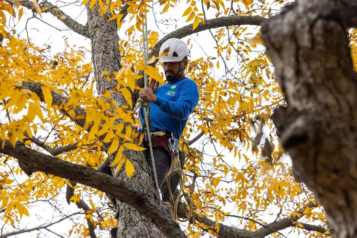 Skilled Tree Transplanting crew working in Yarmouth